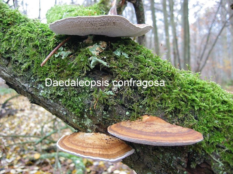 Daedaleopsis confragosa-amf1825-1.jpg - Daedaleopsis confragosa ; Syn1: Trametes rubescens ; Syn2: Daedalea confragosa ; Non français: Tramète rougissante